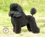 Poodle Toy 8T006D-08